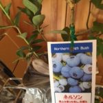 果樹を植える　家庭菜園・協生農法
