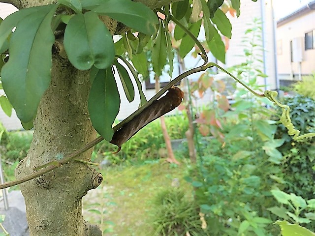 むかごの葉を食べる蛾の幼虫