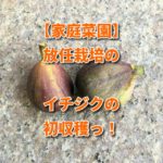 【家庭菜園】放任栽培のイチジクの初収穫っ！