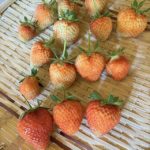 イチゴ　協生農法風家庭菜園
