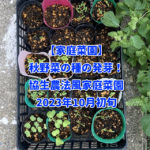 【家庭菜園】秋野菜の種の発芽！協生農法風家庭菜園2023年10月初旬