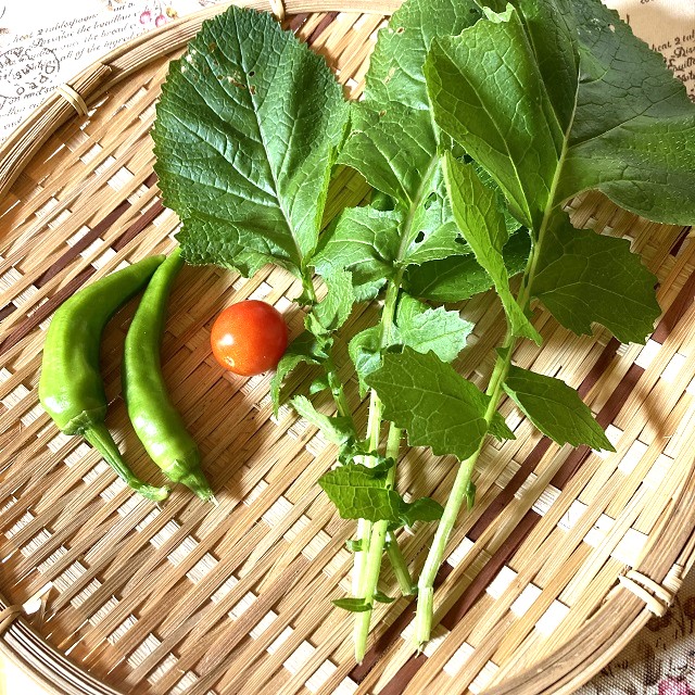 今頃、夏野菜の収穫！