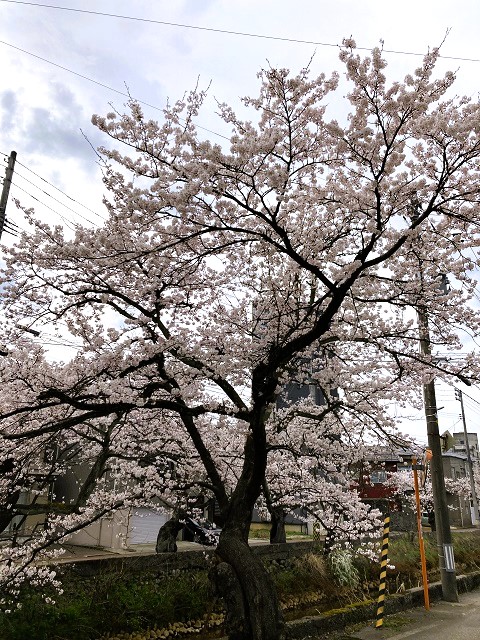 柿川沿いの桜