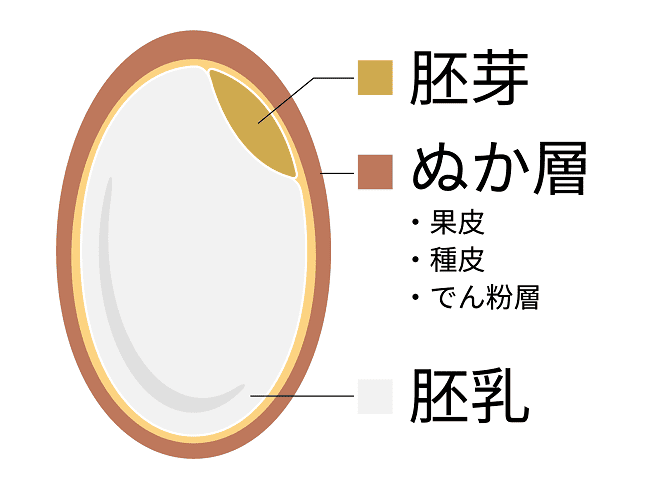 玄米のイラスト